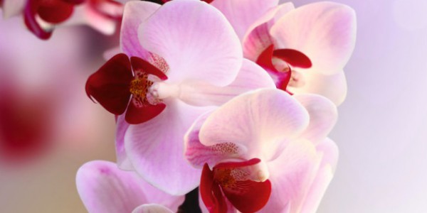 Фотообои 2 м "Ветка орхидеи" 21-0007-FR